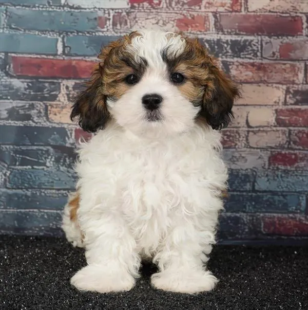 Female Teddy Bear puppy for sale at Puppy Dreams - Idaho.