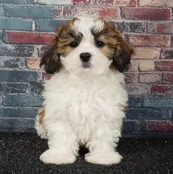 Female Teddy Bear puppy for sale at Puppy Dreams - Idaho.