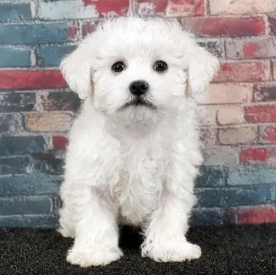 Female Peke-A-Poo puppy named Pikachu for sale at Puppy Dreams - Idaho.