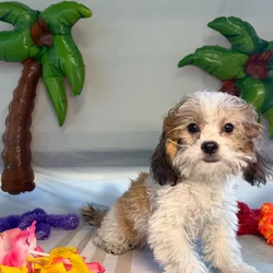 Female Teddy Bear puppy for sale at Puppy Dreams - Idaho.