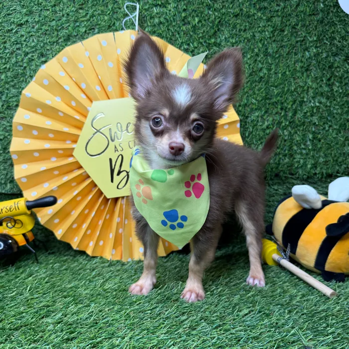 Male Chihuahua puppy named Churro for sale at Puppy Dreams - Idaho.