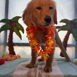 Male Golden Retriever puppy named Mealball for sale at Puppy Dreams - Idaho.