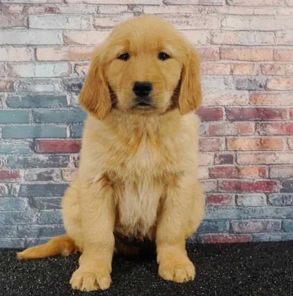 Male Golden Retriever puppy named Mealball for sale at Puppy Dreams - Idaho.