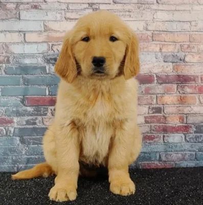Male Golden Retriever puppy named Mealball for sale at Puppy Dreams - Idaho.