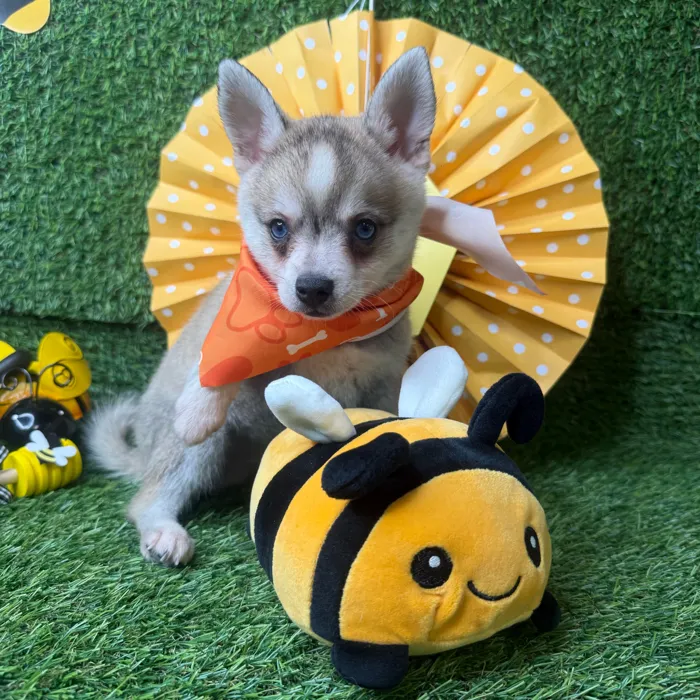 Male Alaskan Klee Kai puppy named Honey Bun for sale at Puppy Dreams - Idaho.