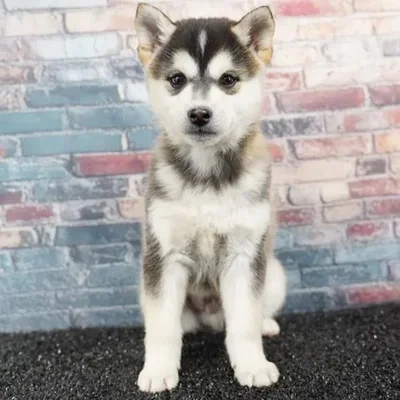 Male Alaskan Klee Kai puppy named Kai Kai for sale at Puppy Dreams - Idaho.