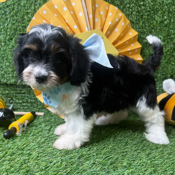 Male Cavapoo puppy named Mochi for sale at Puppy Dreams - Idaho.