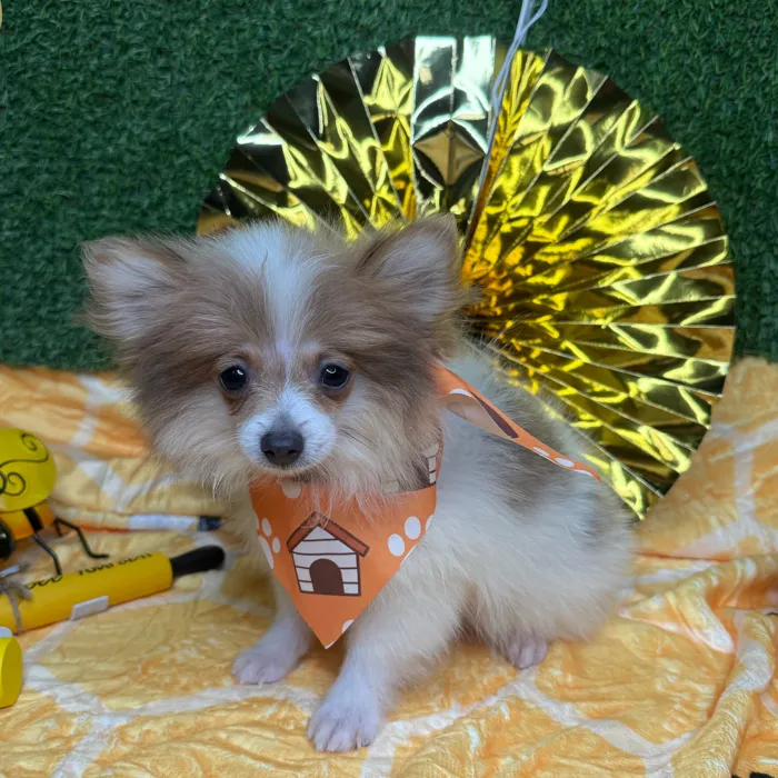 Male Pomeranian puppy named Pickles for sale at Puppy Dreams - Idaho.
