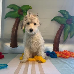 Female Coton De Tulear puppy named Indie for sale at Puppy Dreams - Idaho.