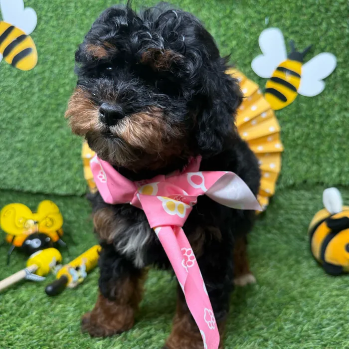 Female Bernedoodle puppy named Fire Fly for sale at Puppy Dreams - Idaho.
