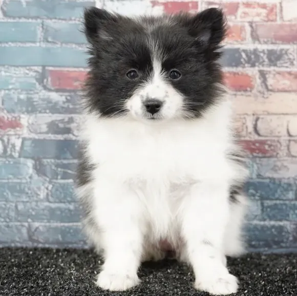 Female Pomeranian puppy named Fluffs for sale at Puppy Dreams - Idaho.