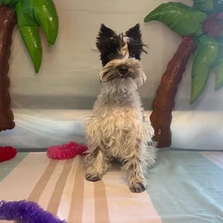 Male Mini Schnauzer puppy named Bob for sale at Puppy Dreams - Idaho.