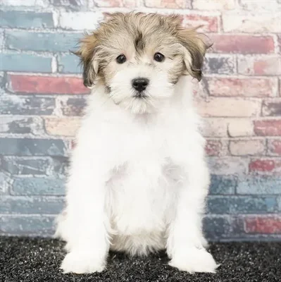 Female Coton De Tulear puppy named Indie for sale at Puppy Dreams - Idaho.