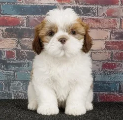 Male Shih Tzu puppy named Otis for sale at Puppy Dreams - Idaho.