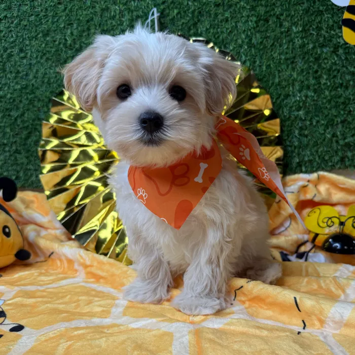 Male Morkie puppy named Mango for sale at Puppy Dreams - Idaho.