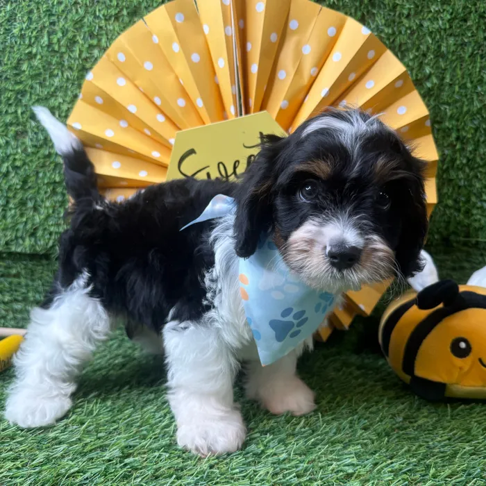 Male Cavapoo puppy named Mochi for sale at Puppy Dreams - Idaho.