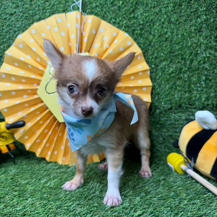 Female Chihuahua puppy named Bee for sale at Puppy Dreams - Idaho.