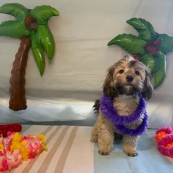 Male Havapoo puppy named Koda for sale at Puppy Dreams - Idaho.