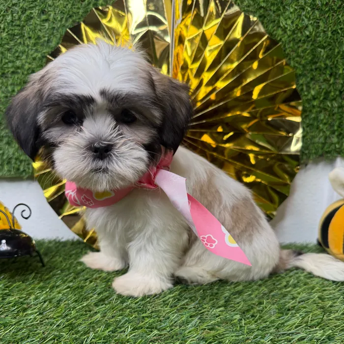 Female Teddy Bear puppy named Muffin for sale at Puppy Dreams - Idaho.