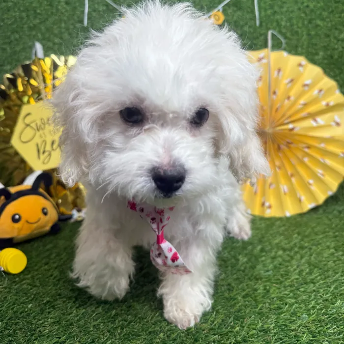Female Peke-A-Poo puppy named Pikachu for sale at Puppy Dreams - Idaho.