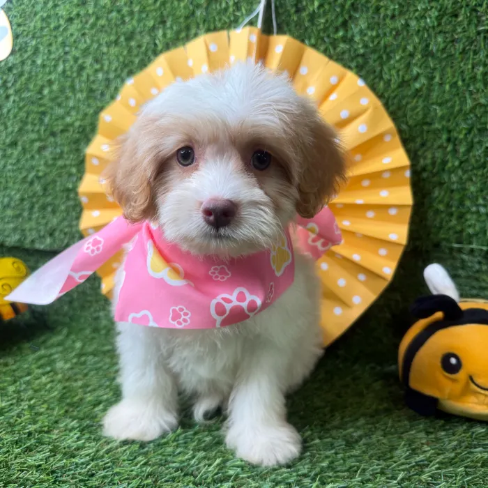 Female Havapoo puppy named Sunday for sale at Puppy Dreams - Idaho.