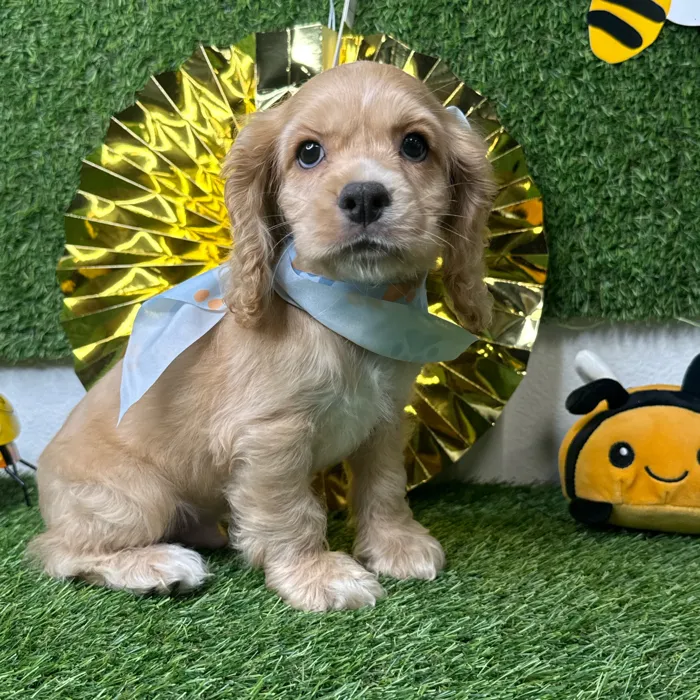 Male Cocker Spaniel puppy named Cobbler for sale at Puppy Dreams - Idaho.