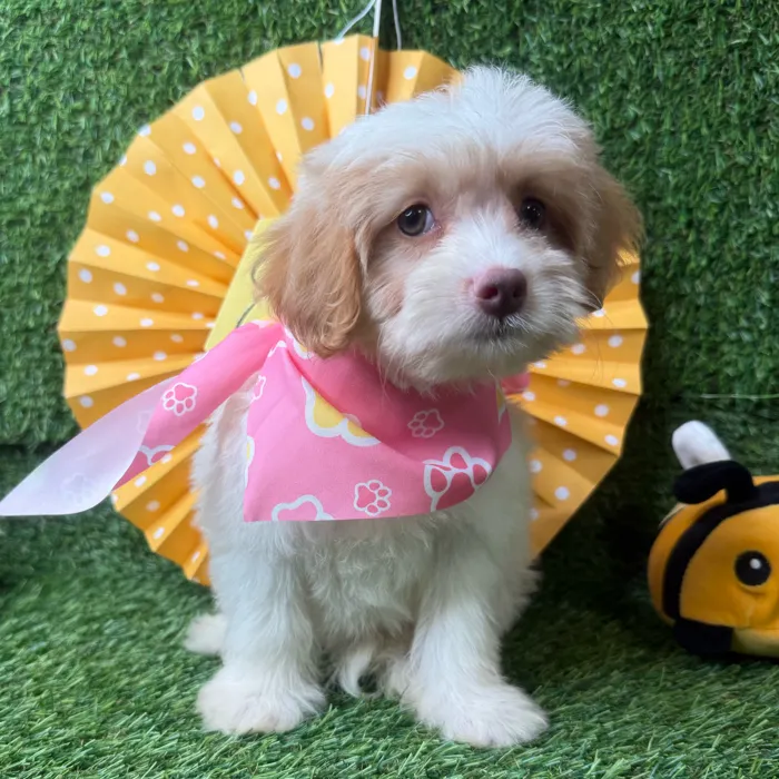 Female Havapoo puppy named Sunday for sale at Puppy Dreams - Idaho.
