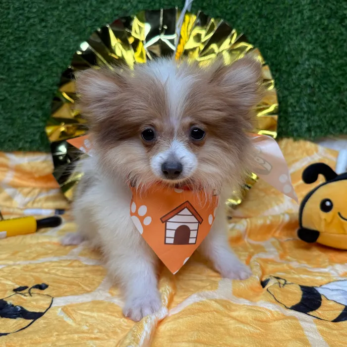 Male Pomeranian puppy named Pickles for sale at Puppy Dreams - Idaho.