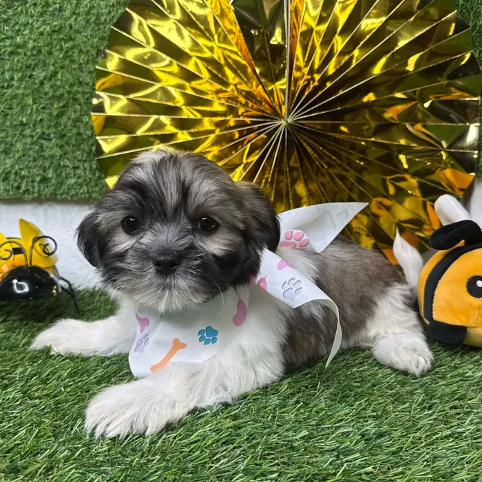 Female Teddy Bear puppy named Cookie for sale at Puppy Dreams - Idaho.