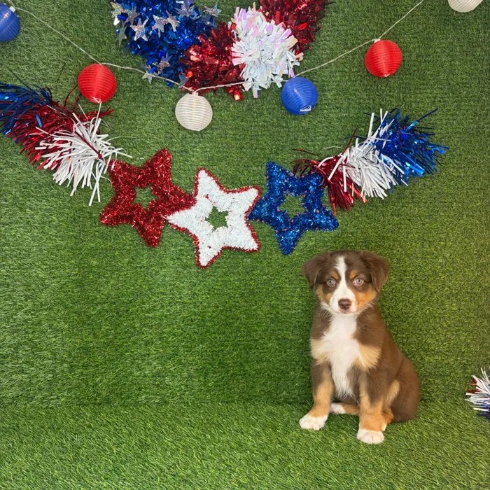 Male Mini Aussie puppy named Blaze for sale at Puppy Dreams - Idaho.