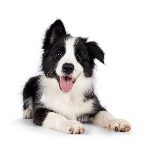 Puppy