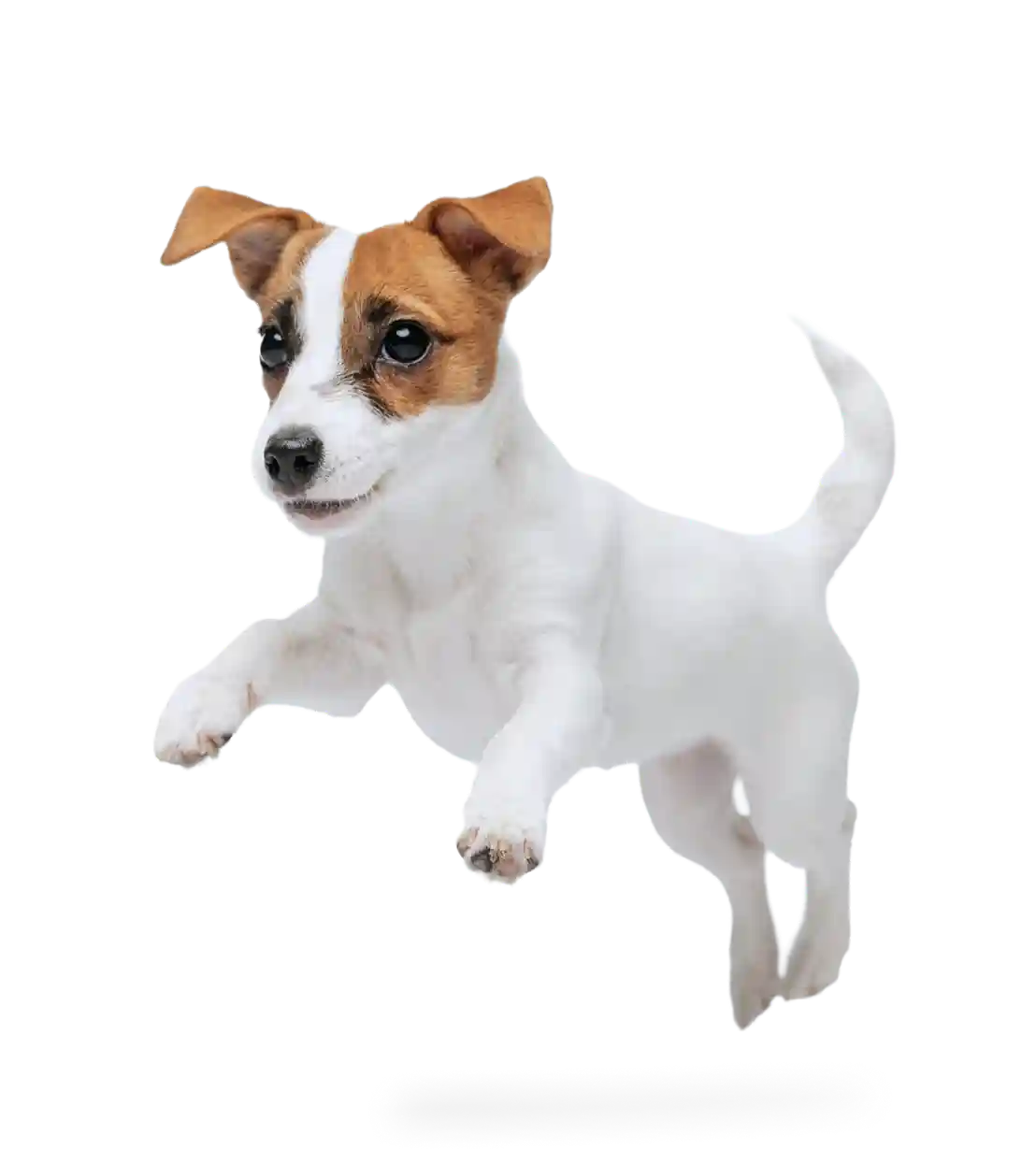 Happy puppy from Puppy Dreams in Meridian, Idaho