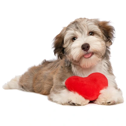 Puppy holding a red heart for the Puppy For Life program