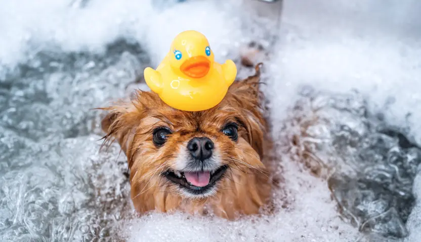 Dog receiving a bath during grooming