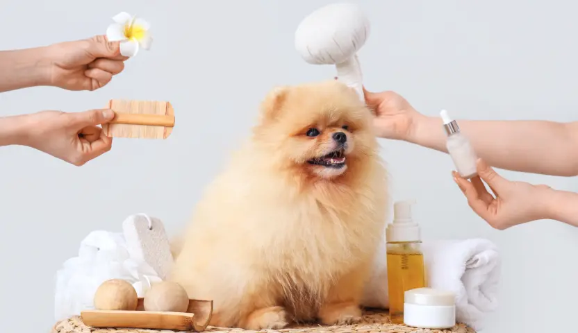 Dog being brushed during grooming