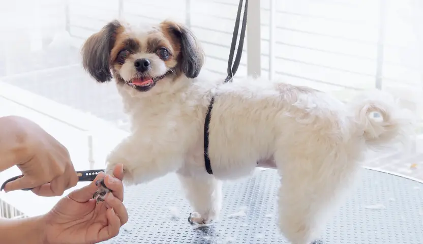 Dog receiving a nail trim