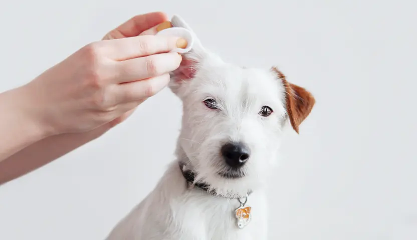 Dog receiving ear cleaning
