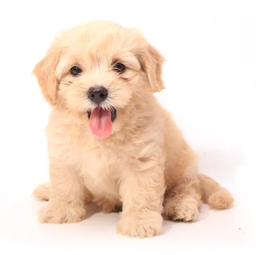 Puppy available at Puppy Dreams Meridian