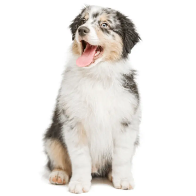 Healthy puppy representing Puppy Dreams breeder standards