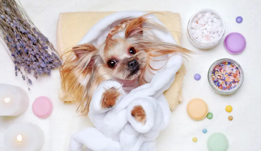 Dog grooming freshness package