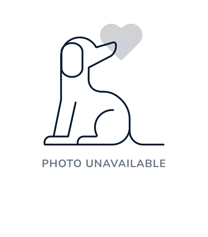 Female Pomchi puppy named Mirabel for sale at Puppy Dreams - Idaho.